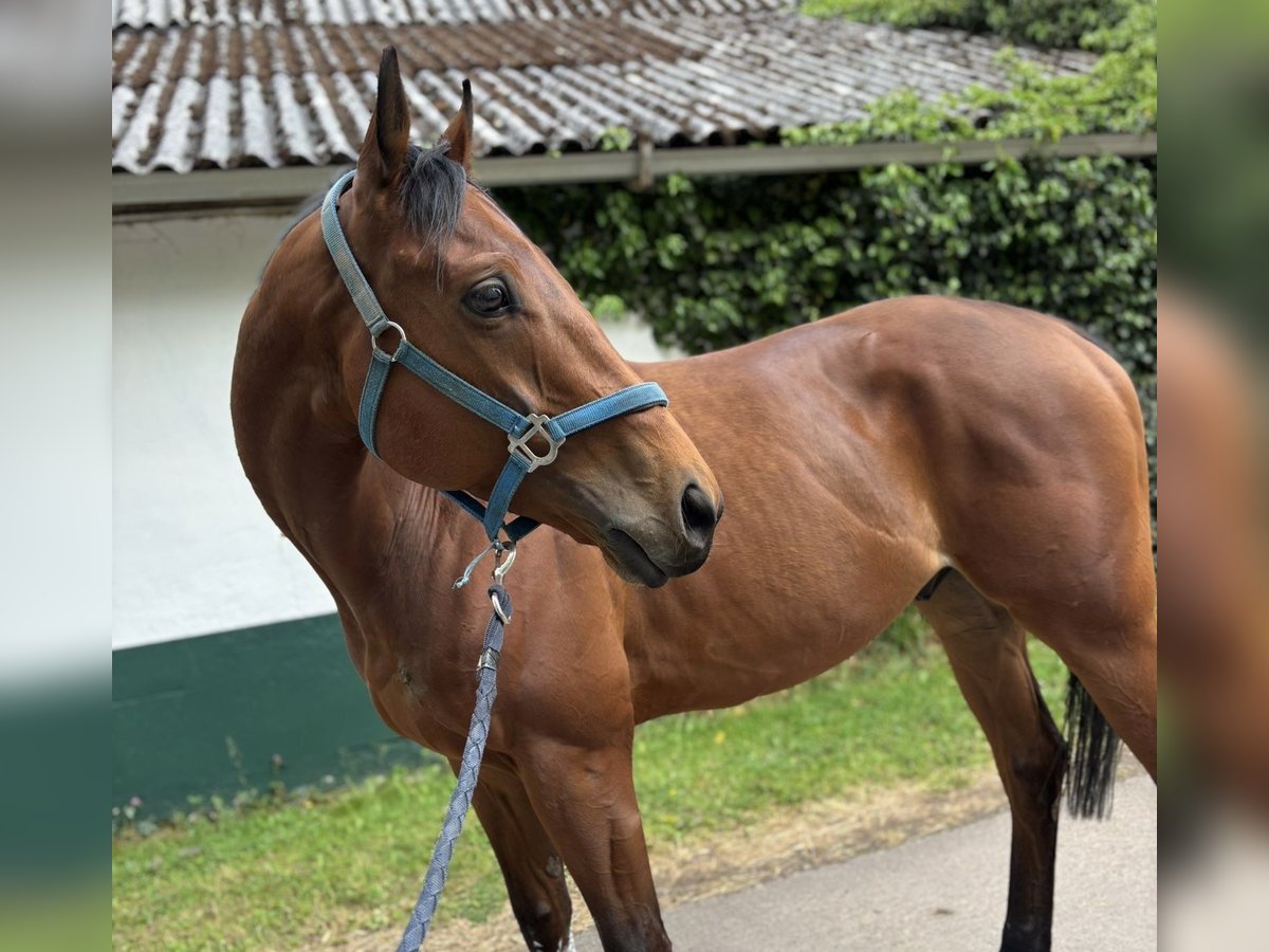 Thoroughbred Gelding 5 years 16 hh Brown in Beckingen