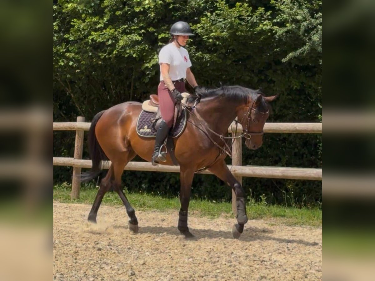 Thoroughbred Gelding 5 years 16 hh Brown in Wien, LeopoldstadtWien