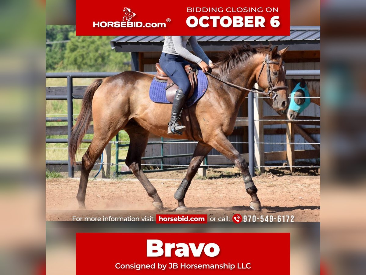 Thoroughbred Gelding 5 years 16,1 hh Bay in Mccurtain