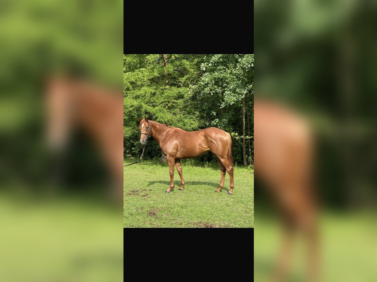 Thoroughbred Gelding 5 years 16,1 hh Chestnut-Red in Hamburg Lemsahl-MellingstedtHamburg