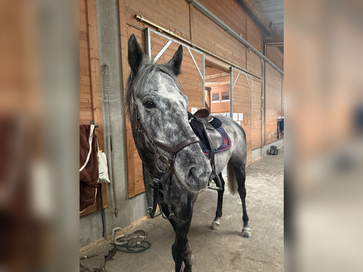 Thoroughbred Gelding 5 years 16,1 hh Grey-Dapple in Ilsfeld
