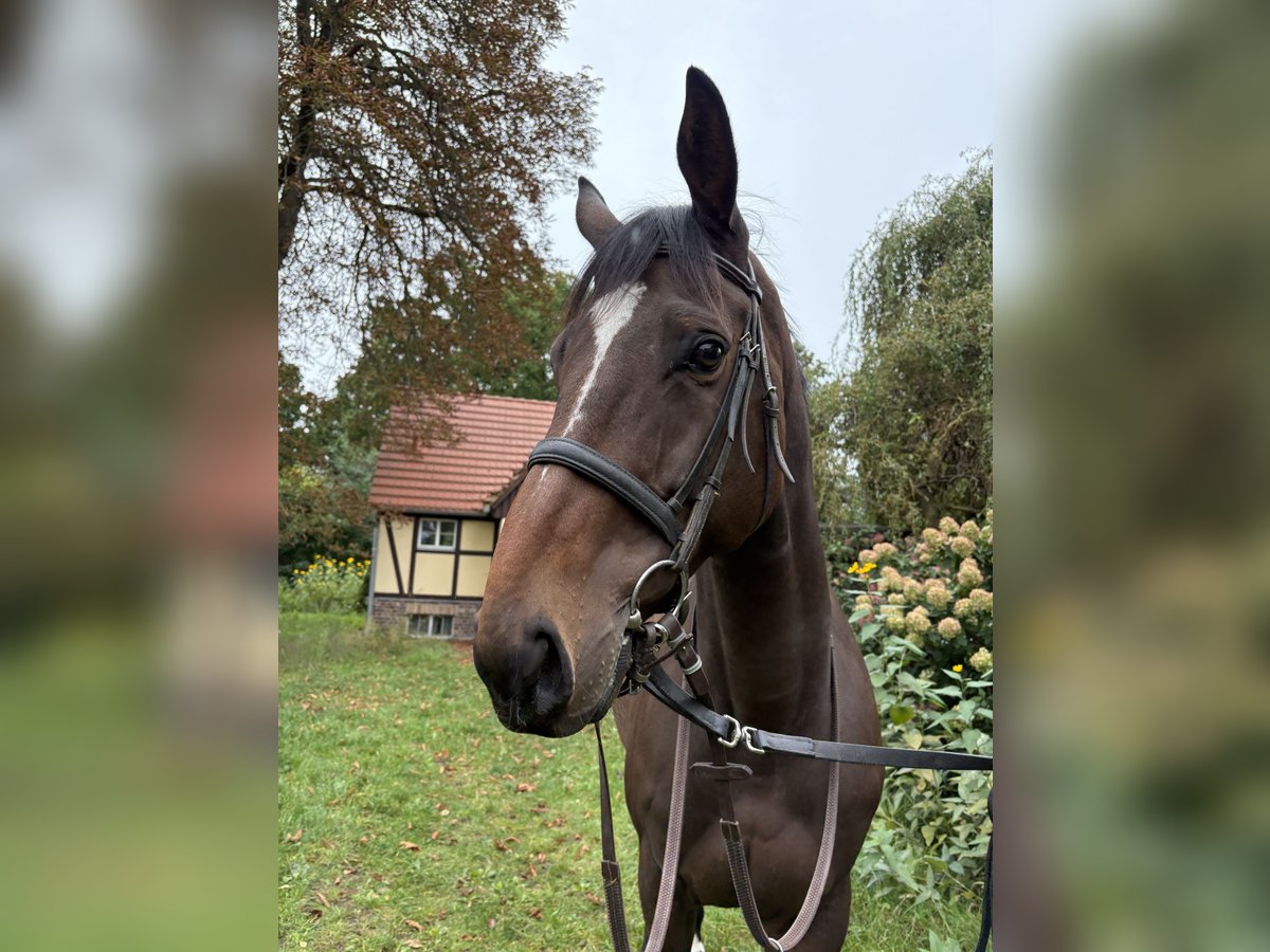 Thoroughbred Gelding 5 years 16,2 hh Brown in Neuenhagen