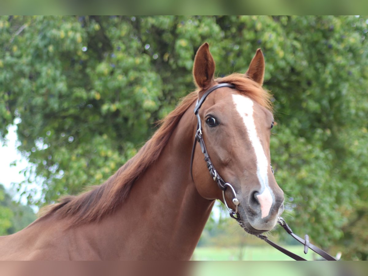 Thoroughbred Gelding 5 years 16,2 hh Chestnut-Red in Burgwedel