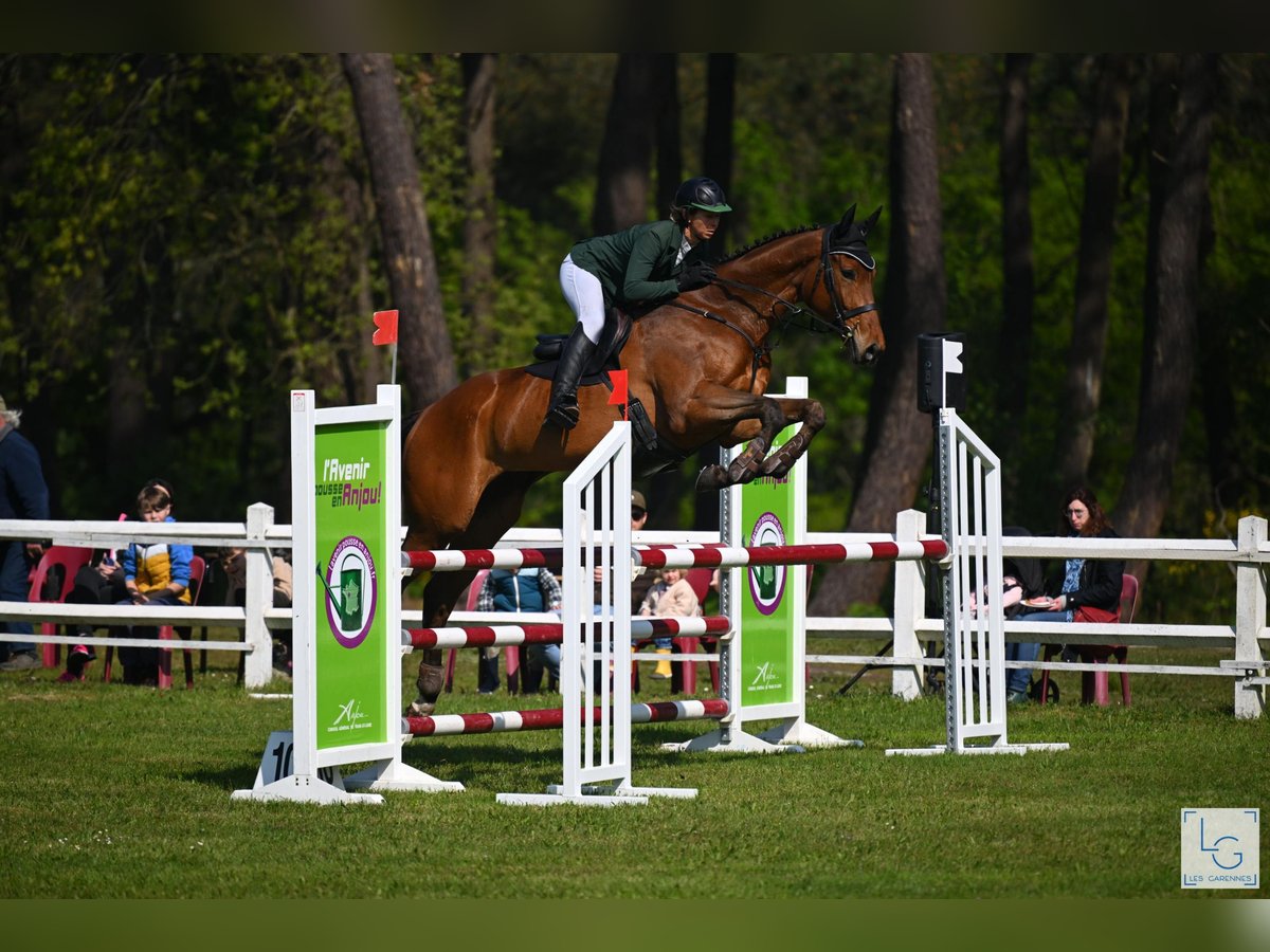 Thoroughbred Gelding 5 years 17 hh Bay-Dark in Brunete
