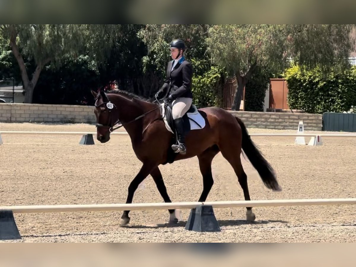 Thoroughbred Gelding 5 years 18 hh Bay in Burbank Ca