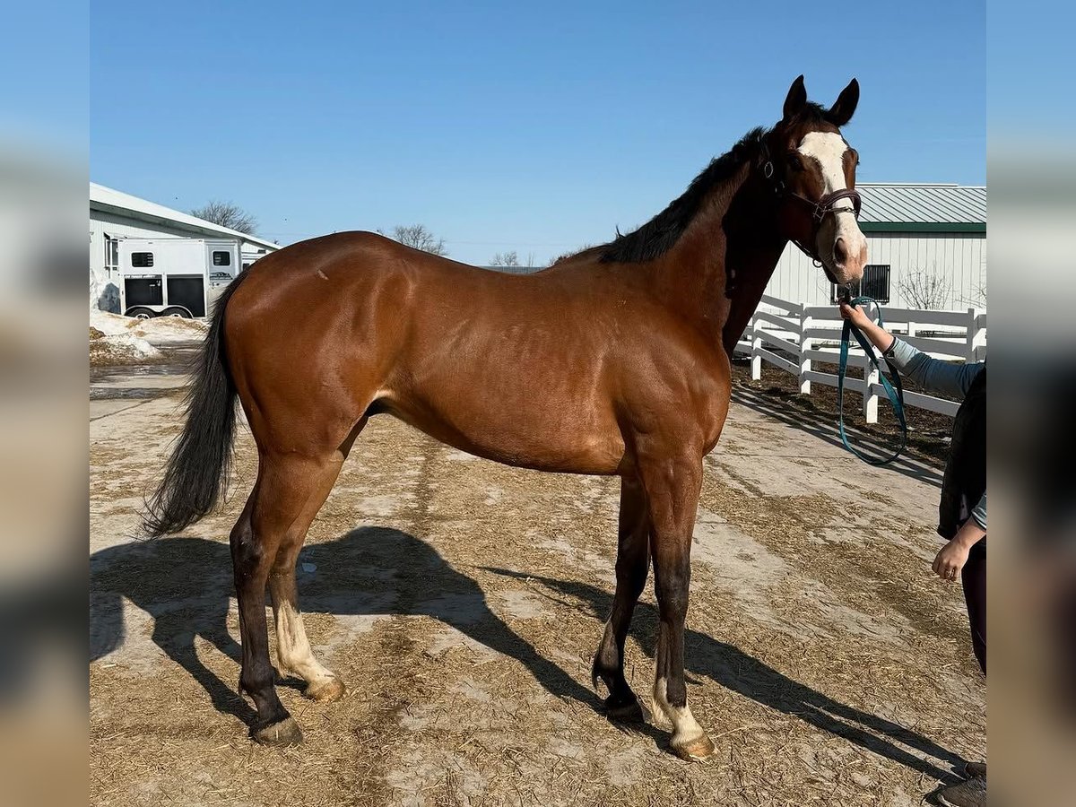 Thoroughbred Gelding 5 years 18 hh Brown-Light in Cleveland