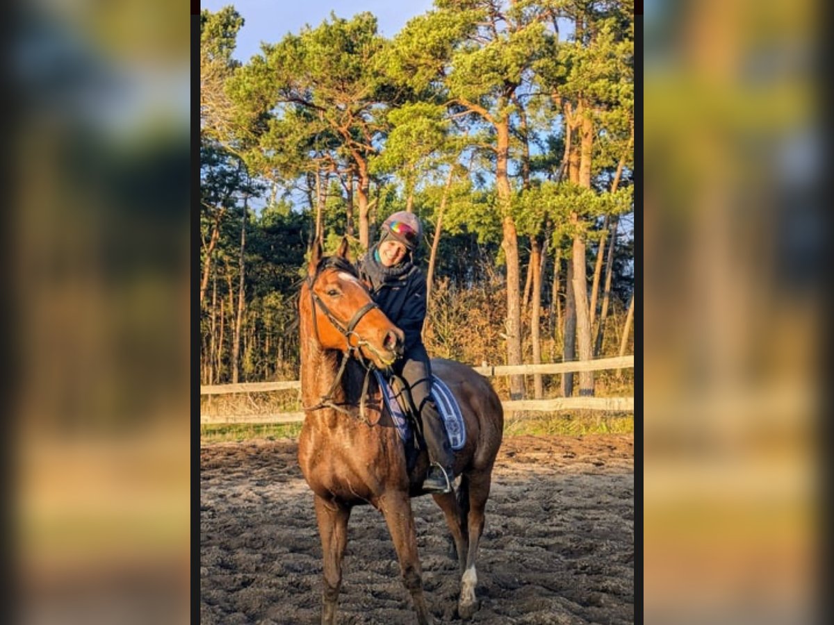 Thoroughbred Gelding 5 years Brown in New York