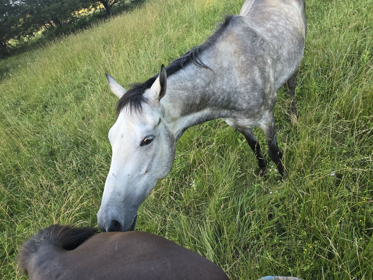 Thoroughbred Gelding 6 years 14,3 hh Grey-Dapple in Martinsburg