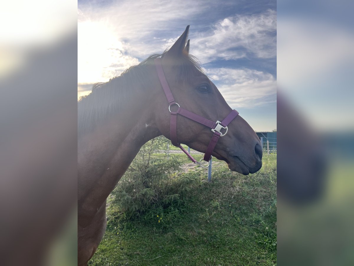 Thoroughbred Gelding 6 years 15,2 hh Brown in Cuxhaven