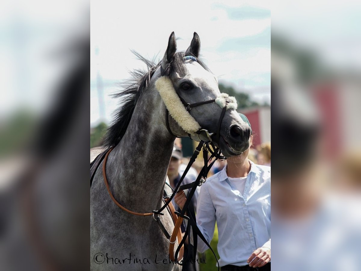 Thoroughbred Gelding 6 years 15,2 hh Gray in Bremen