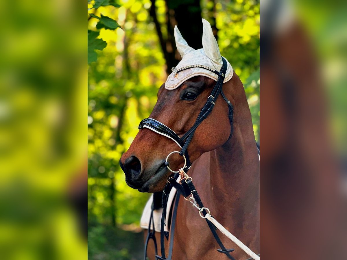 Thoroughbred Gelding 6 years 15,2 hh in Berlin