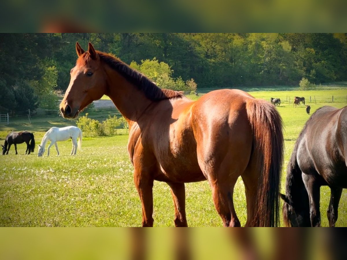 Thoroughbred Gelding 6 years 15,2 hh Chestnut-Red in Berlin