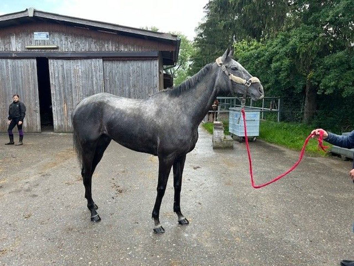 Thoroughbred Gelding 6 years 16,1 hh Gray in Dielsdorf