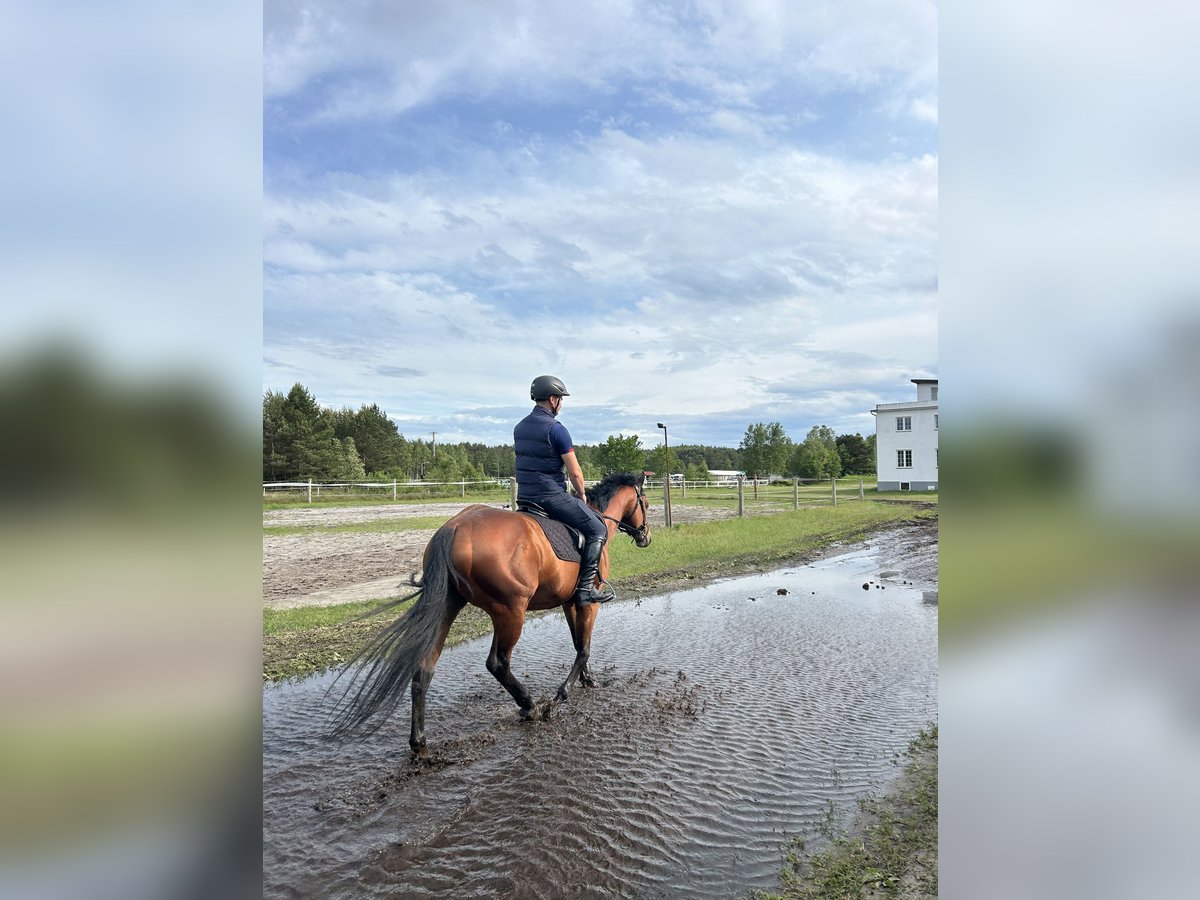 Thoroughbred Gelding 6 years 16 hh Bay in Alytus Thoroughbred Gelding 6 years 16 hh Bay in Alytus