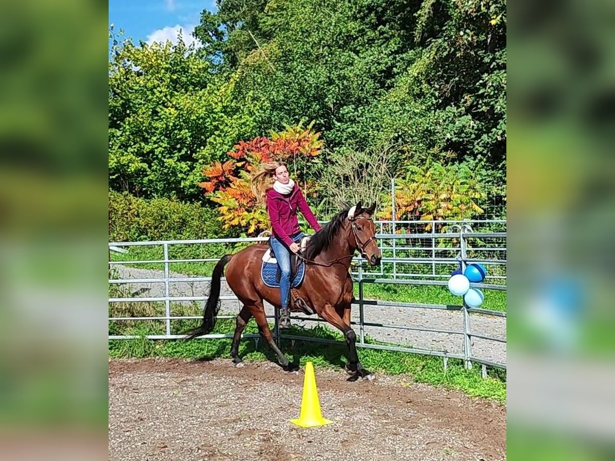 Thoroughbred Gelding 6 years 16 hh Brown in Hundsbach