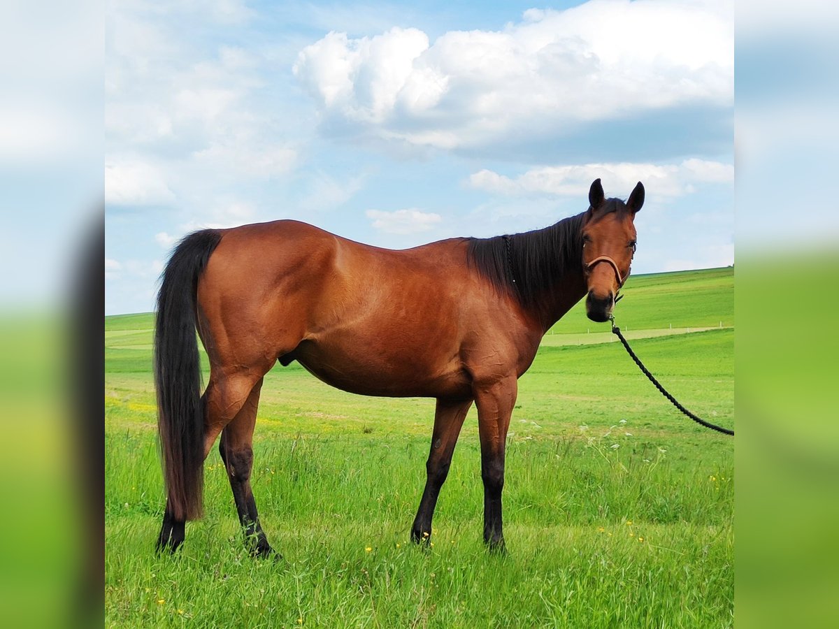 Thoroughbred Gelding 6 years 16 hh Brown in Hundsbach