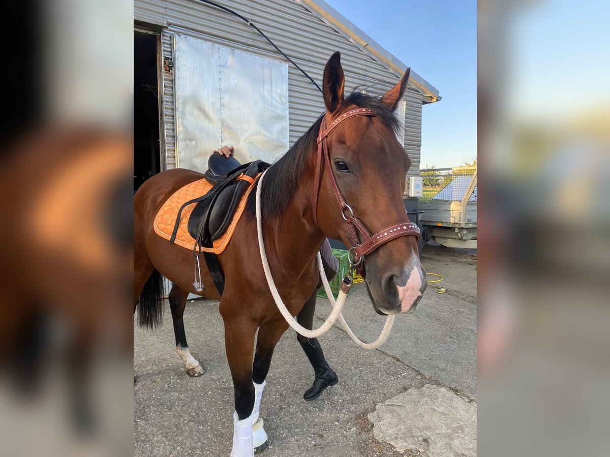 Thoroughbred Gelding 6 years 16 hh Brown in Walddorfhäslach