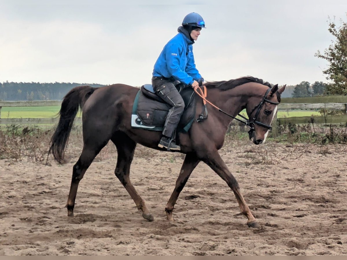 Thoroughbred Gelding 6 years 16 hh Chestnut-Red in möser