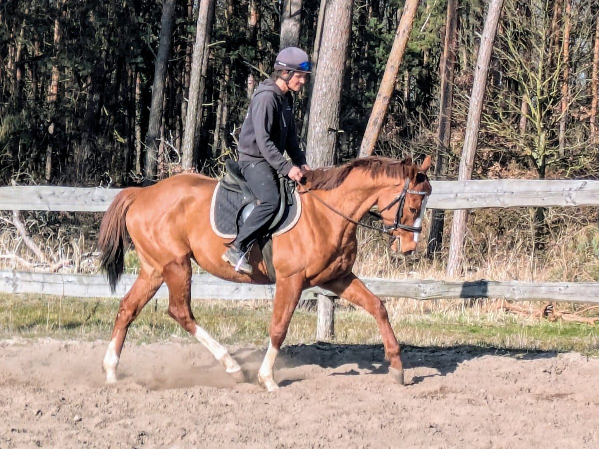 Thoroughbred Gelding 6 years 16 hh Chestnut-Red in M&#xF6;ser