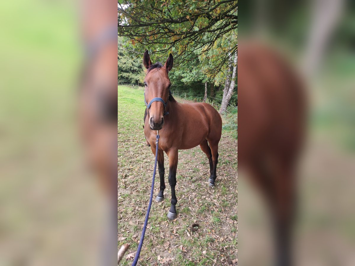Thoroughbred Gelding 6 years 16 hh in Much Thoroughbred Gelding 6 years 16 hh in Much