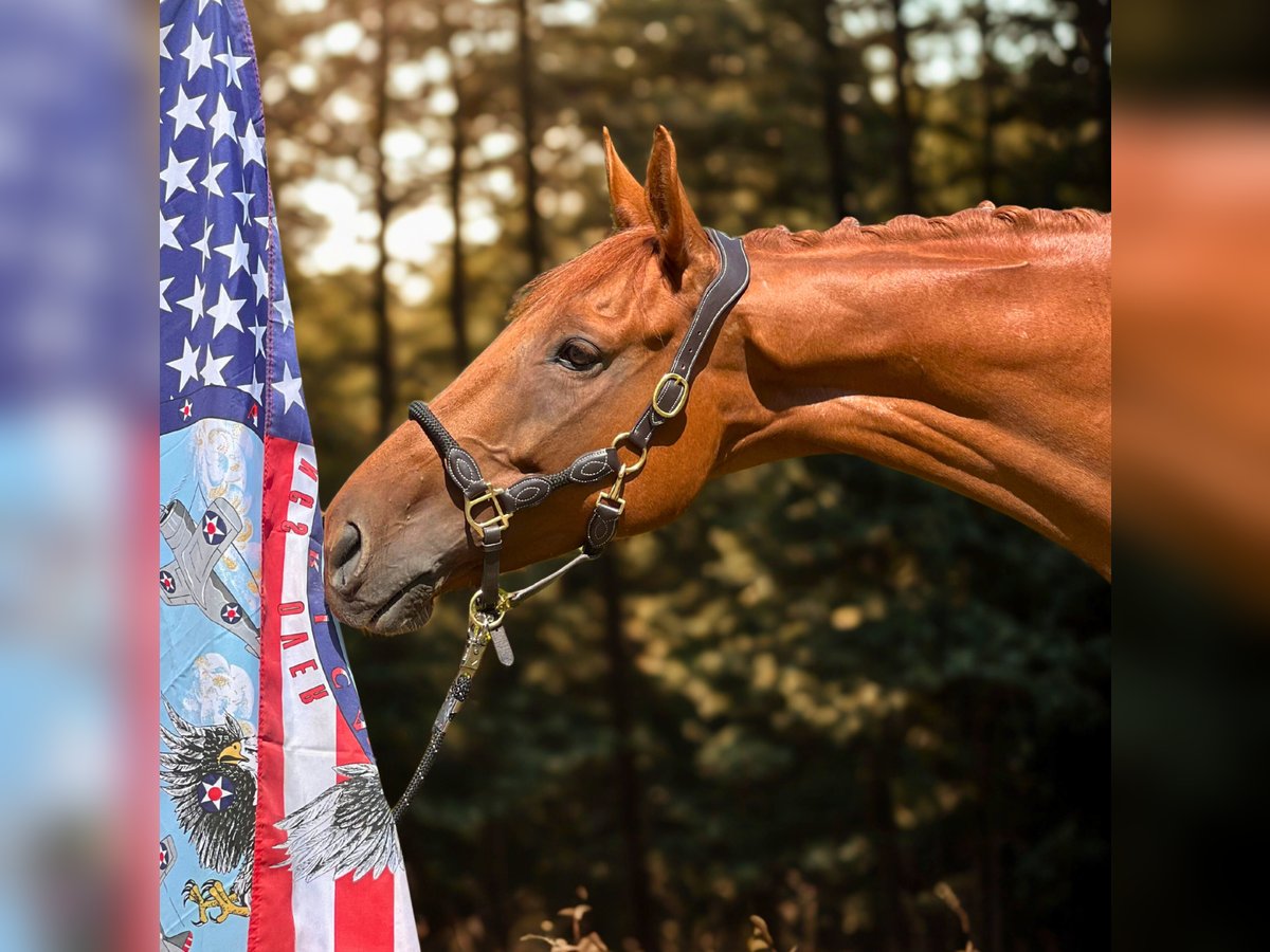 Thoroughbred Gelding 6 years 16,2 hh Chestnut-Red in Bickenriede