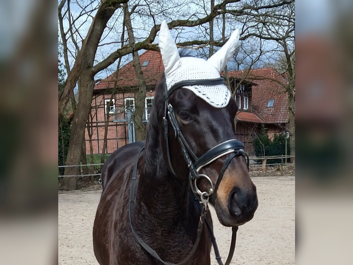 Thoroughbred Gelding 7 years 15,3 hh Black in Celle