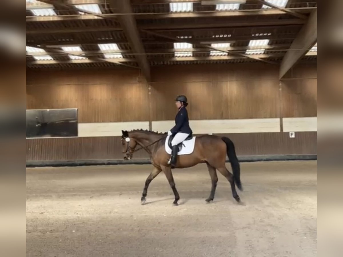 Thoroughbred Gelding 7 years 15,3 hh Brown in Beckingen