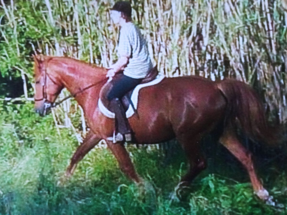 Thoroughbred Gelding 7 years 15,2 hh Chestnut-Red in Riparbella