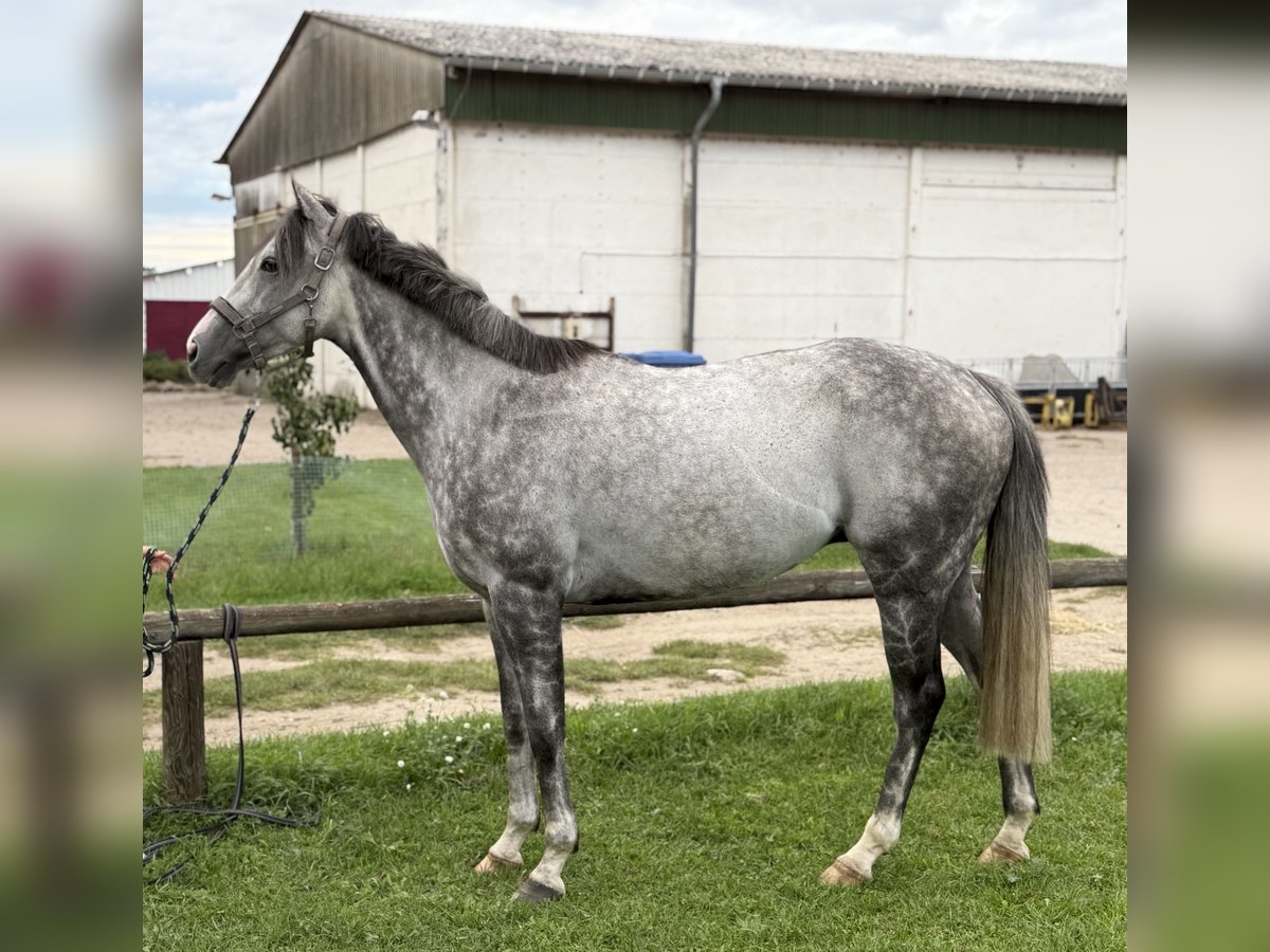 Thoroughbred Gelding 7 years 15,2 hh Grey in Neuenhagen