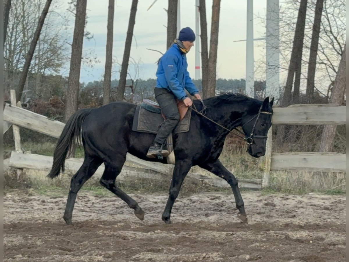 Thoroughbred Gelding 7 years 16 hh Black in M&#xF6;ser