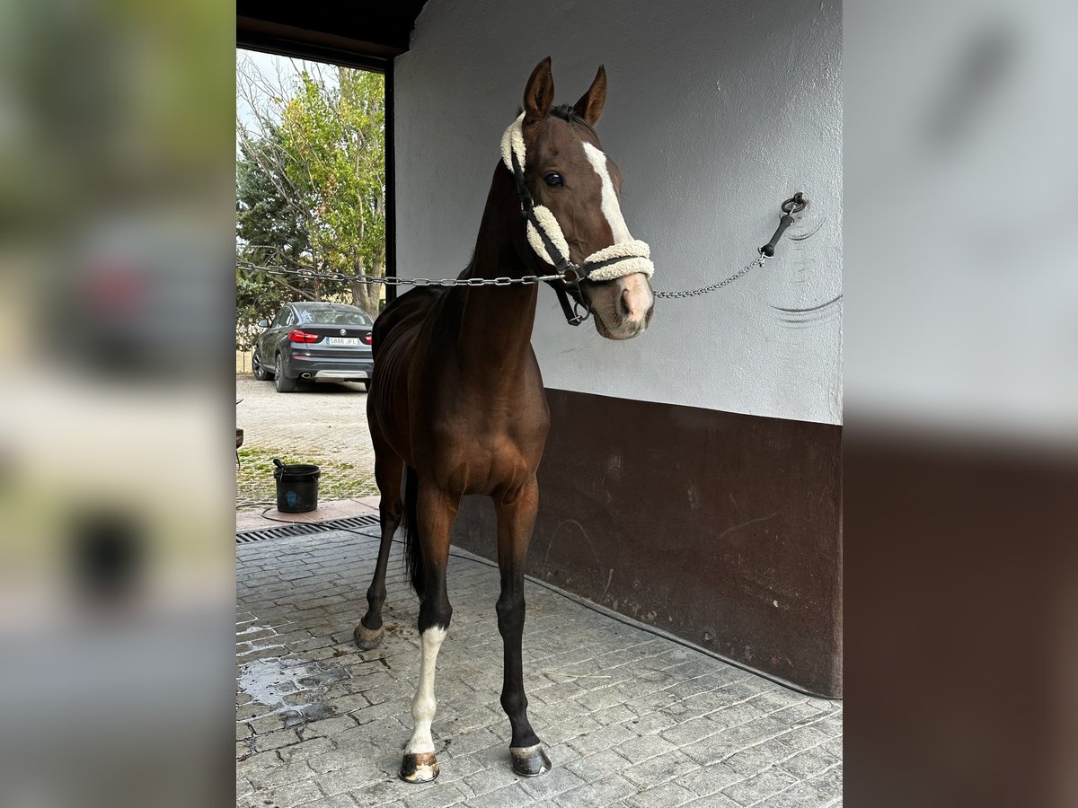 Thoroughbred Gelding 7 years 16 hh Brown in El Molar