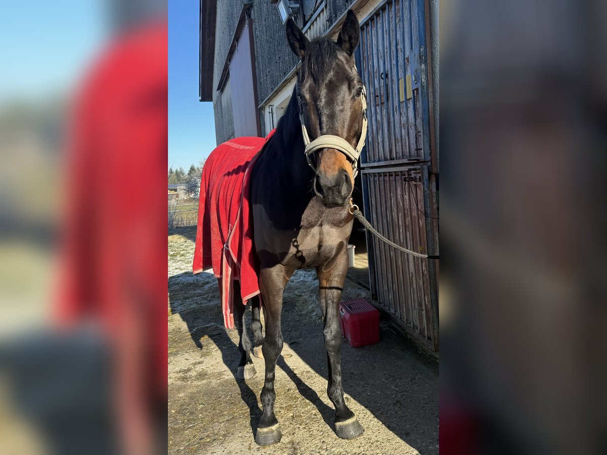 Thoroughbred Gelding 7 years 16 hh in Dornhan