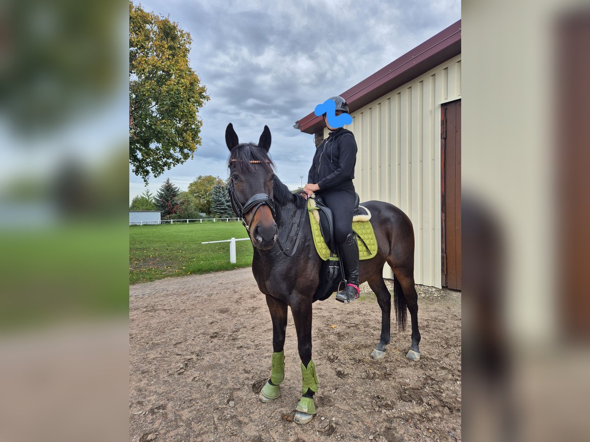 Thoroughbred Gelding 7 years 16,1 hh Bay-Dark in Schriesheim