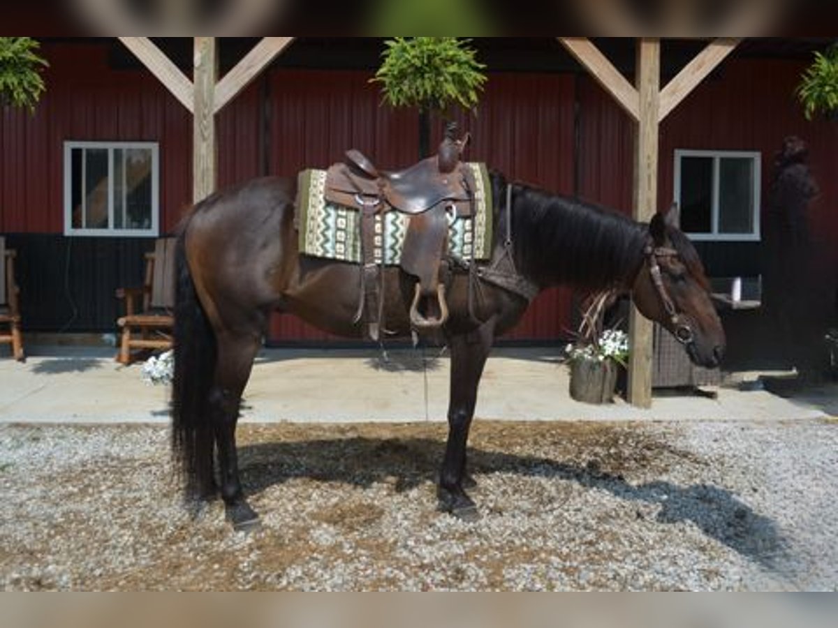 Thoroughbred Gelding 7 years 16,2 hh Bay in Mantua