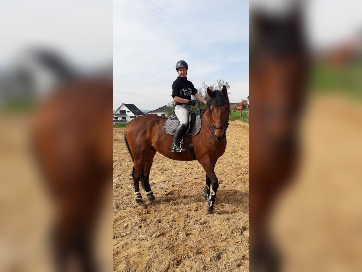 Thoroughbred Gelding 7 years 17 hh Brown in Rockenberg