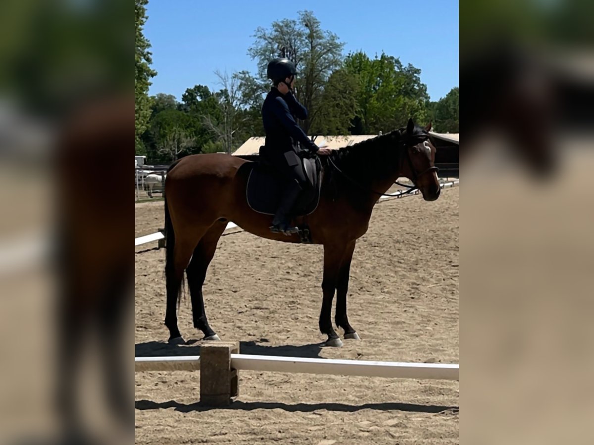 Thoroughbred Gelding 7 years 18 hh Bay in Atascadero, California