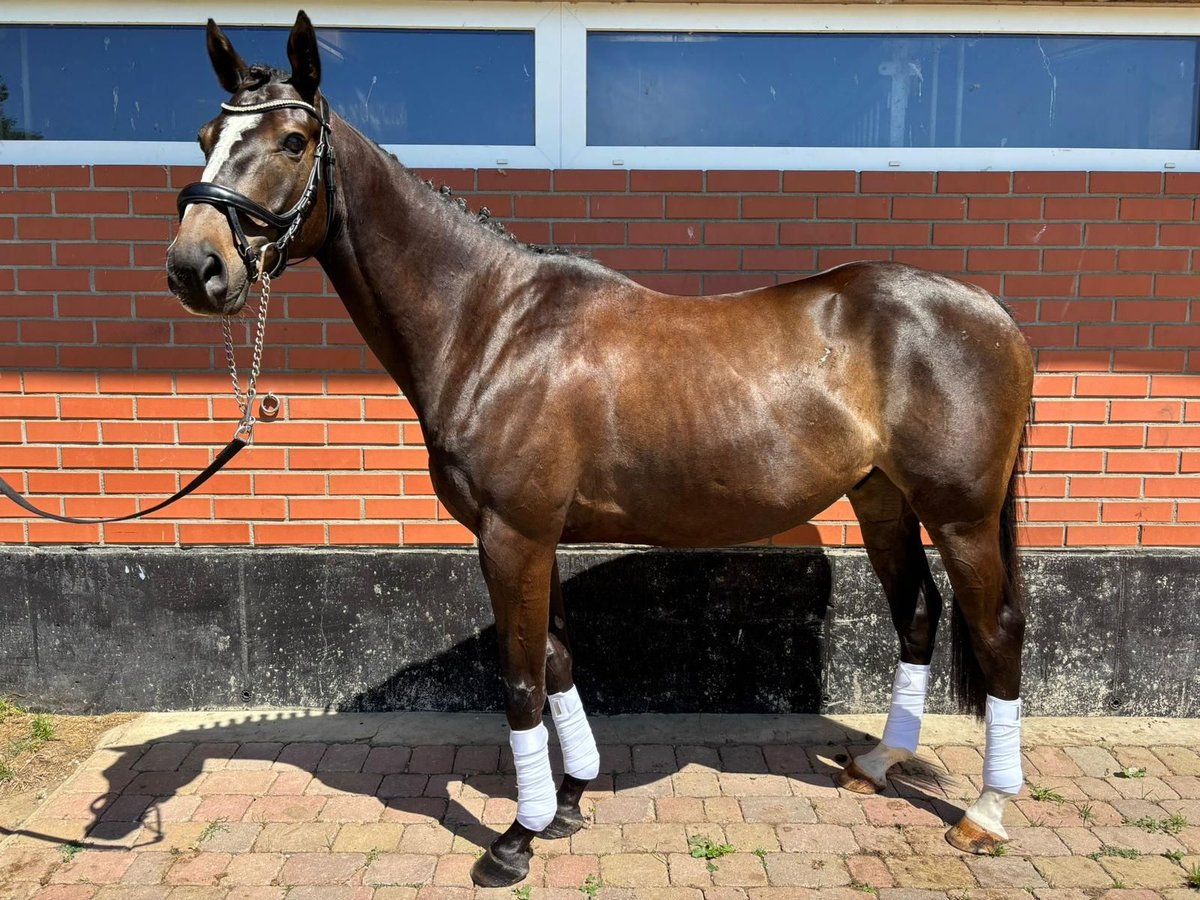 Thoroughbred Gelding 8 years 15,1 hh Brown in Poseritz