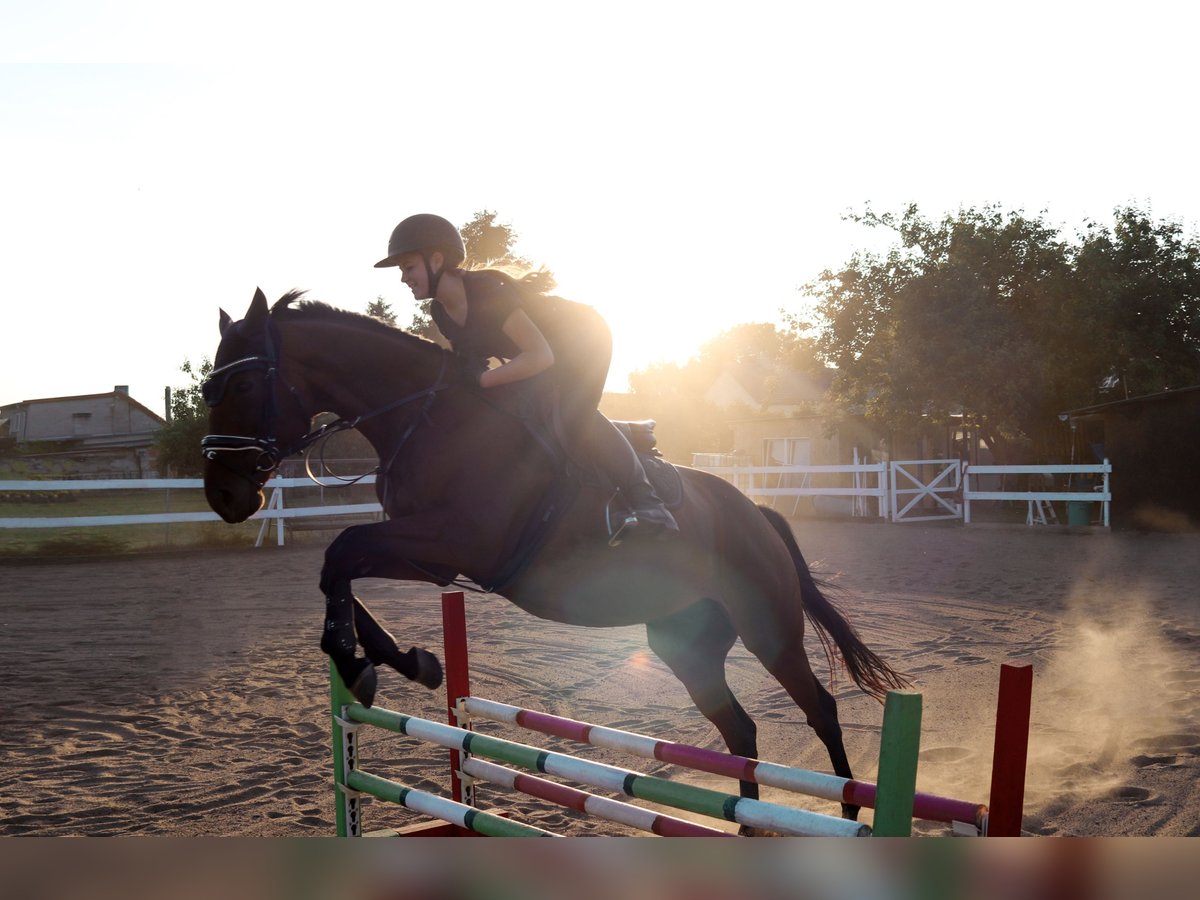 Thoroughbred Gelding 8 years 15,2 hh Brown in Mittelhausen