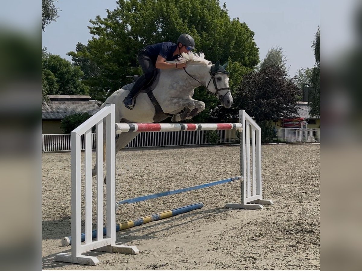 Thoroughbred Gelding 8 years 15,2 hh Grey in Pezinok