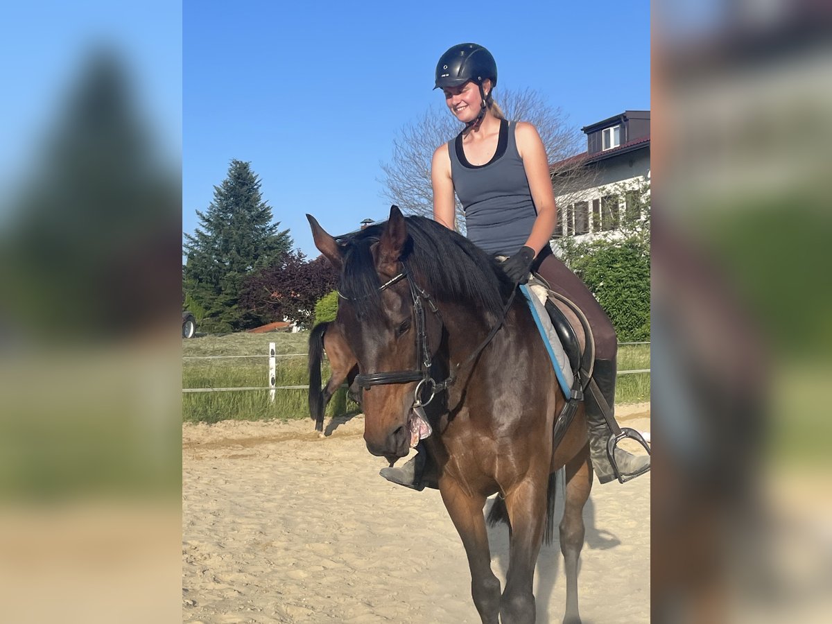 Thoroughbred Gelding 8 years 15,3 hh Smoky-Black in Seeham