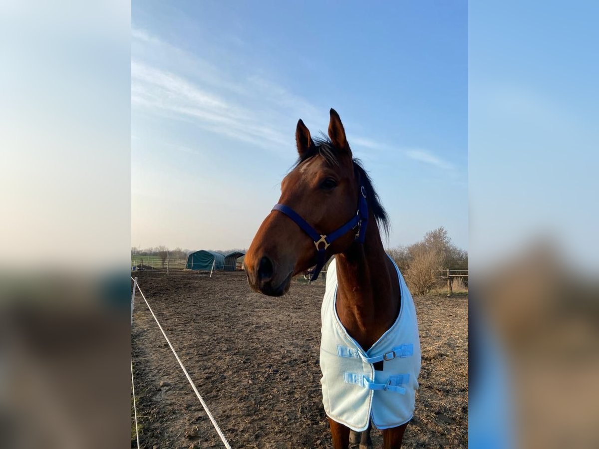 Thoroughbred Gelding 8 years 16,2 hh Bay-Dark in Hönow