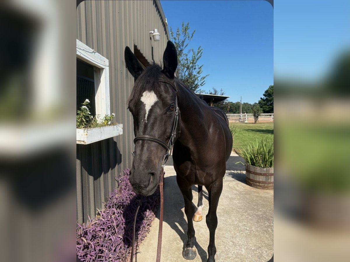 Thoroughbred Gelding 8 years 16 hh Bay-Dark in Porter TX