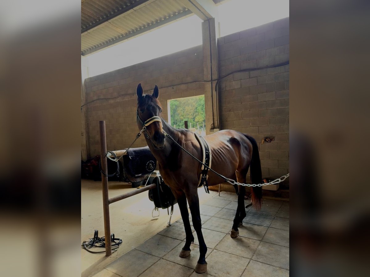 Thoroughbred Gelding 8 years 16 hh Black in Pedrinya (Ajuntament Crespia)