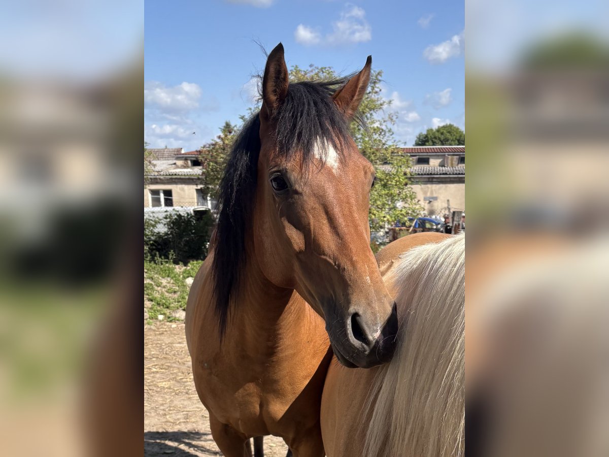 Thoroughbred Mix Gelding 8 years 16 hh Brown in Schricke