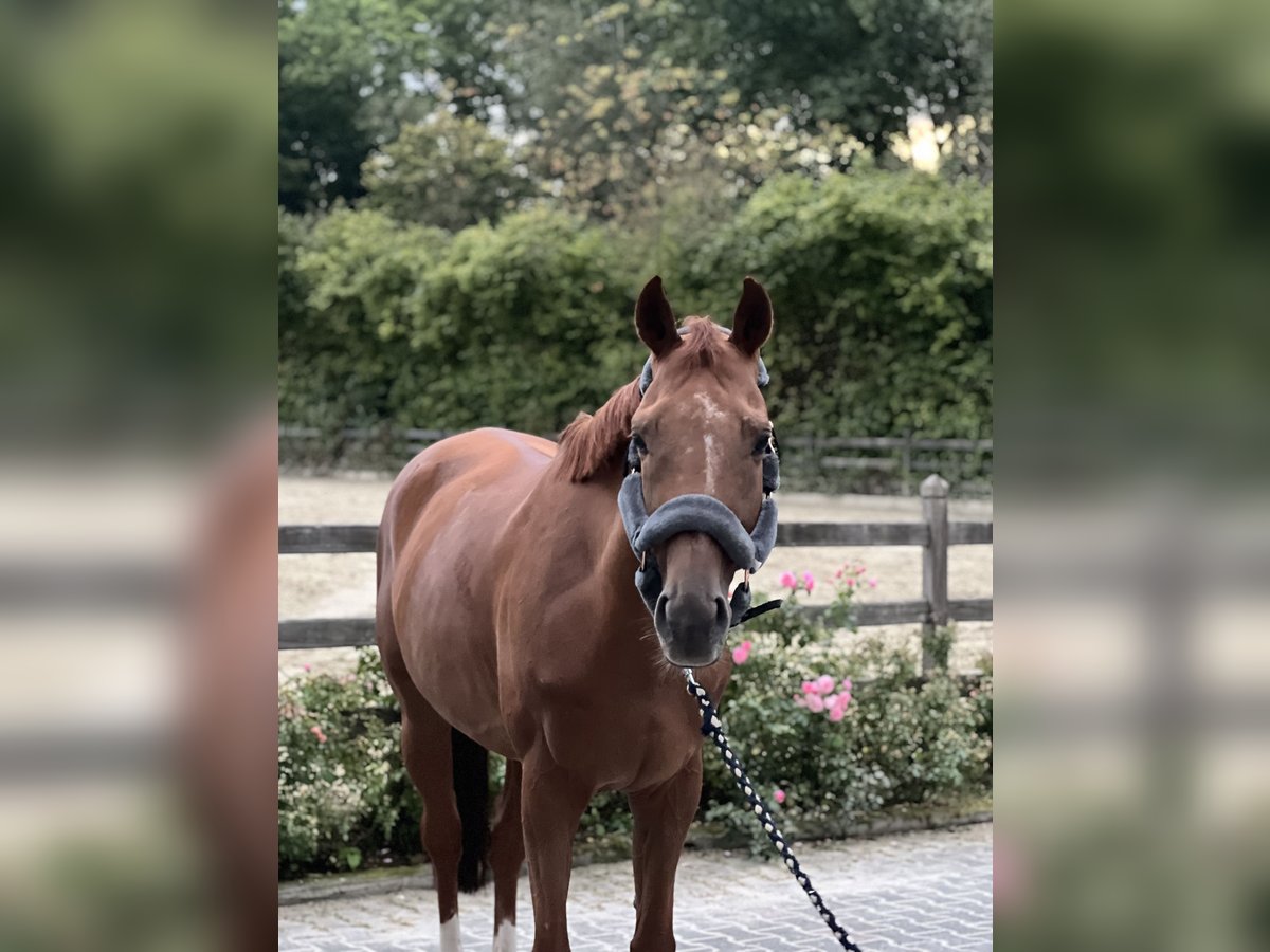 Thoroughbred Gelding 8 years 16 hh Chestnut-Red in Schwerte