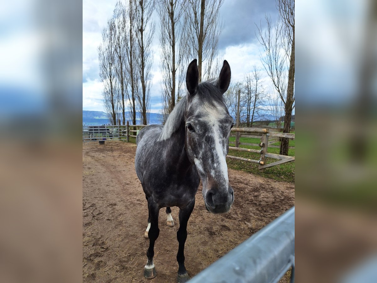 Thoroughbred Gelding 8 years Gray-Dapple in Rothenburg