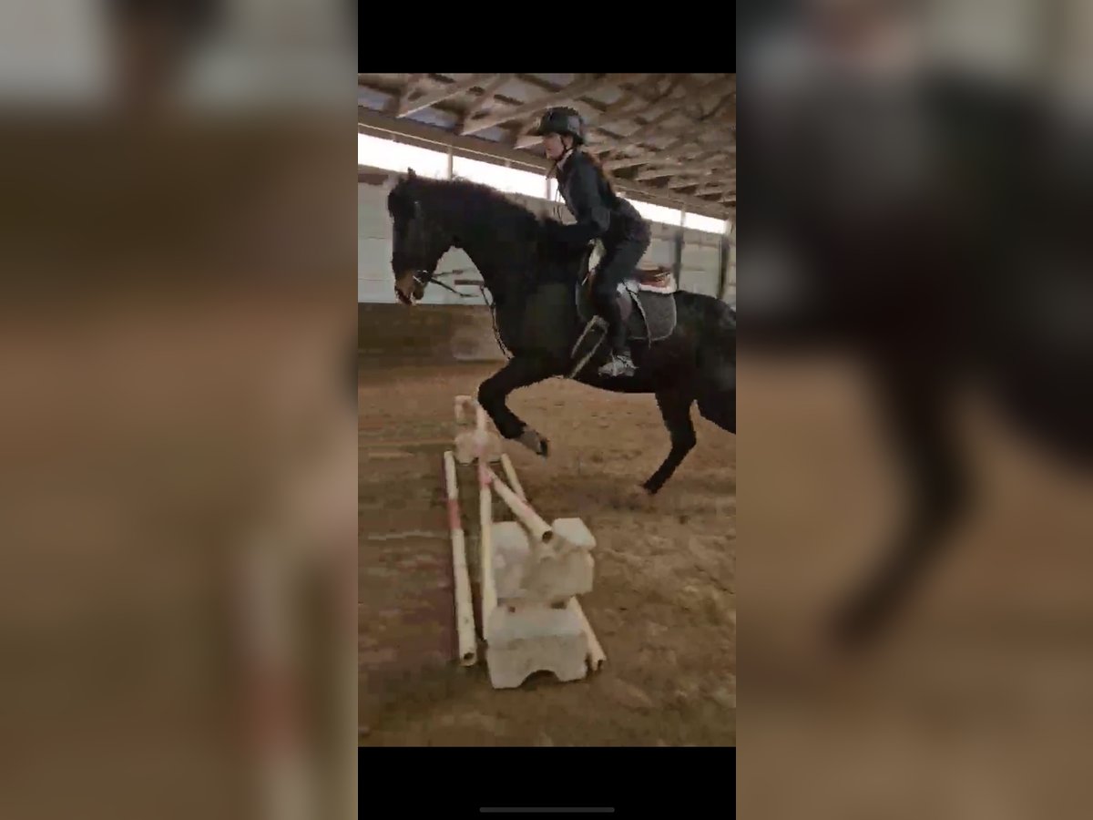 Thoroughbred Gelding 9 years 16 hh Bay in Urbana