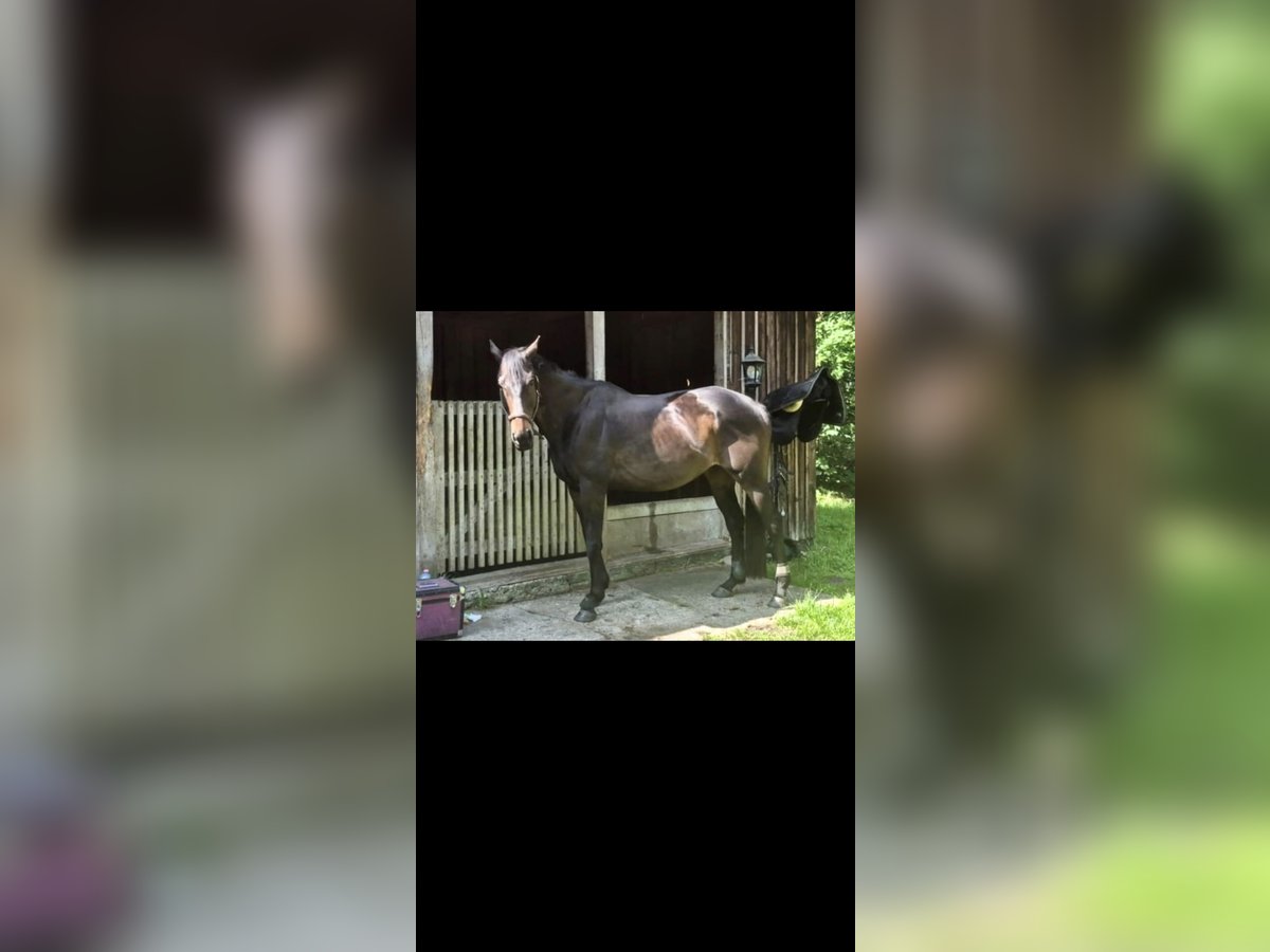 Thoroughbred Gelding 9 years 16 hh Smoky-Black in Marlow