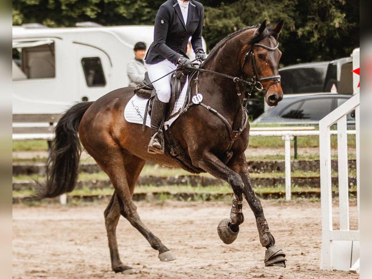 Thoroughbred Gelding 9 years 16,1 hh Bay-Dark in Neuffen