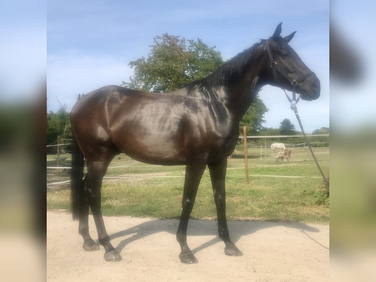 Thoroughbred Gelding 9 years 16,1 hh in Iffezheim